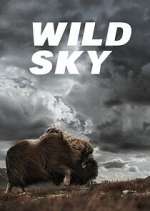 Wild Sky
