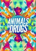Animals on Drugs